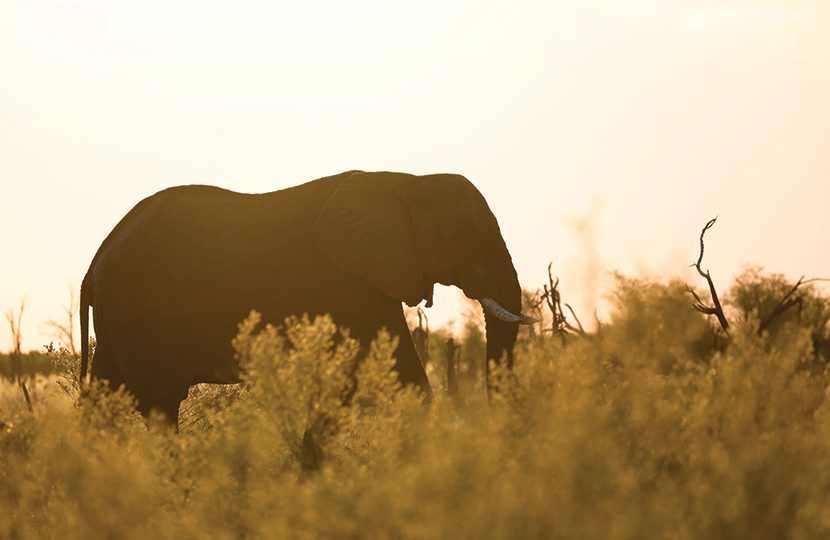 Belmond Savute Elephant Lodge reopens after a full redesign