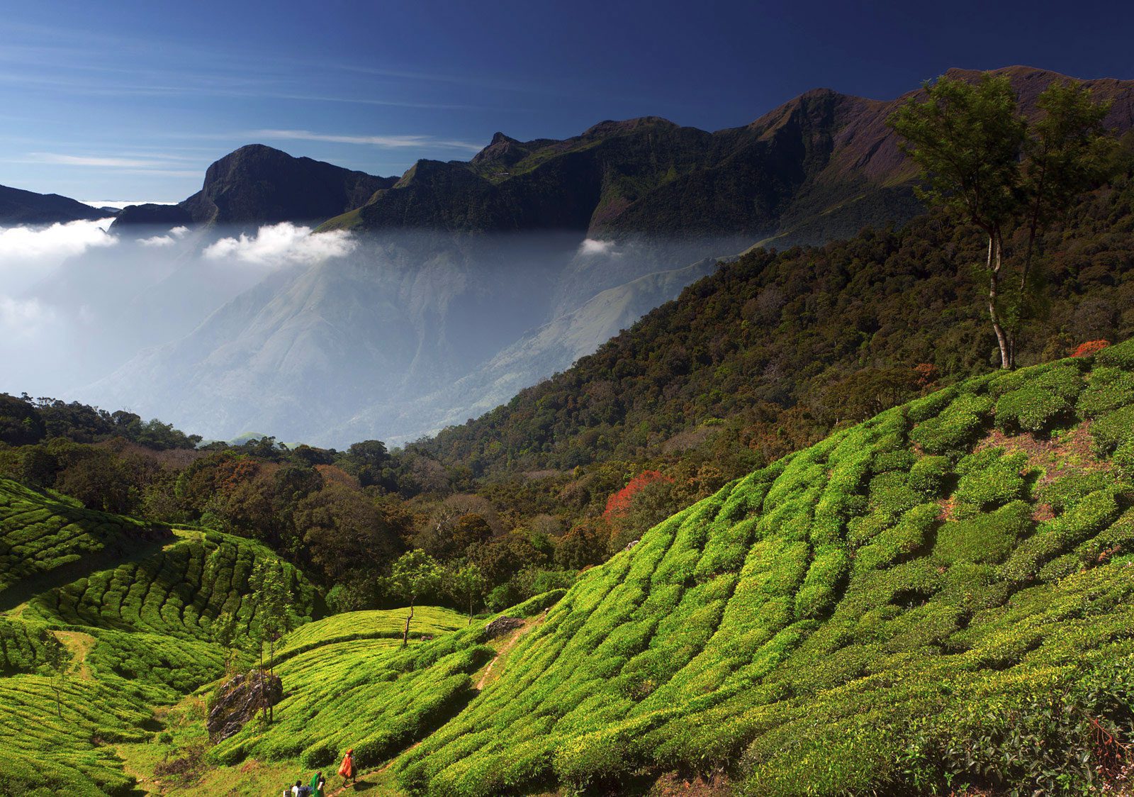 Scenic drive along Munnar Thekkady