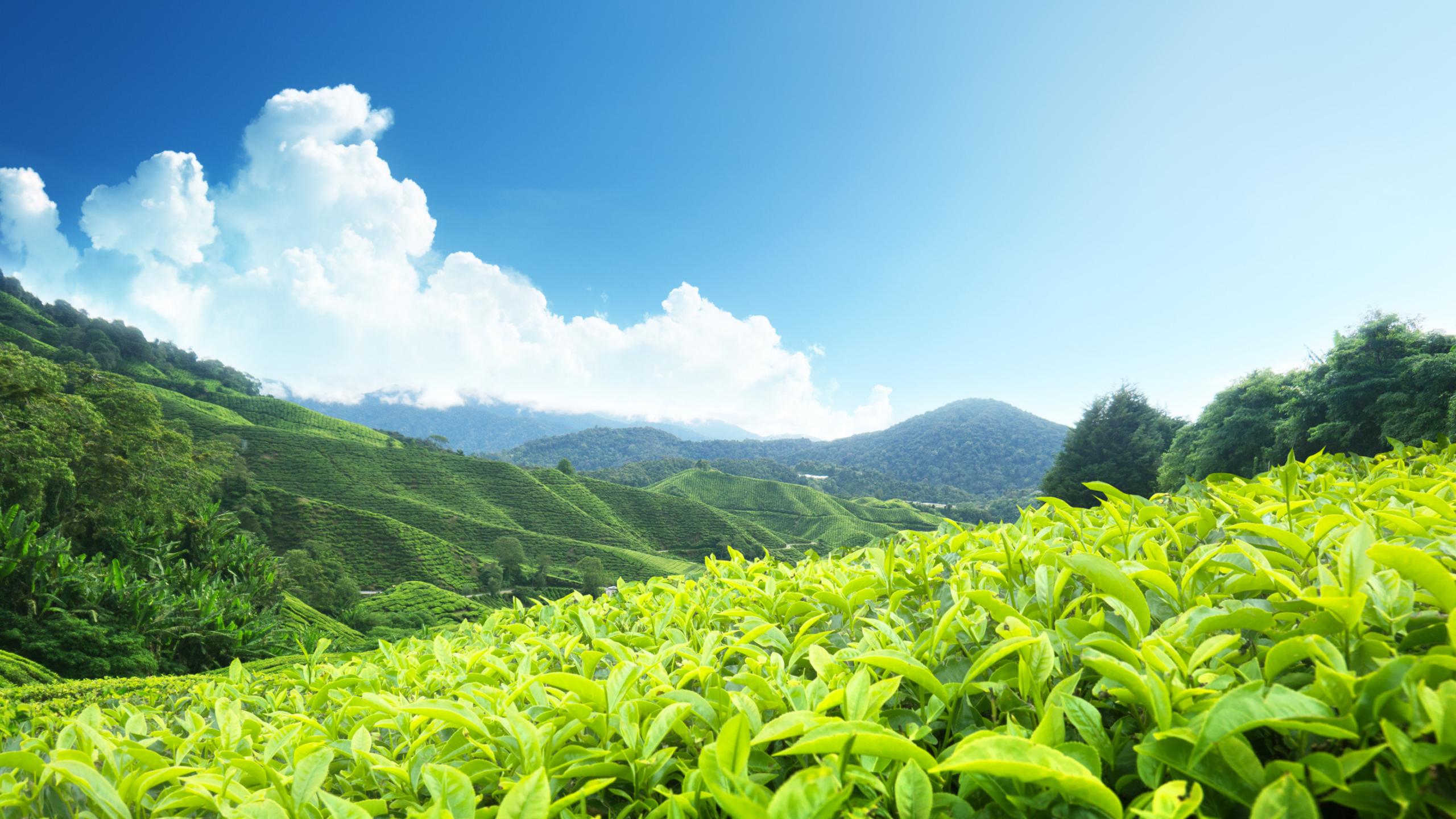 Tea plantations in Munnar