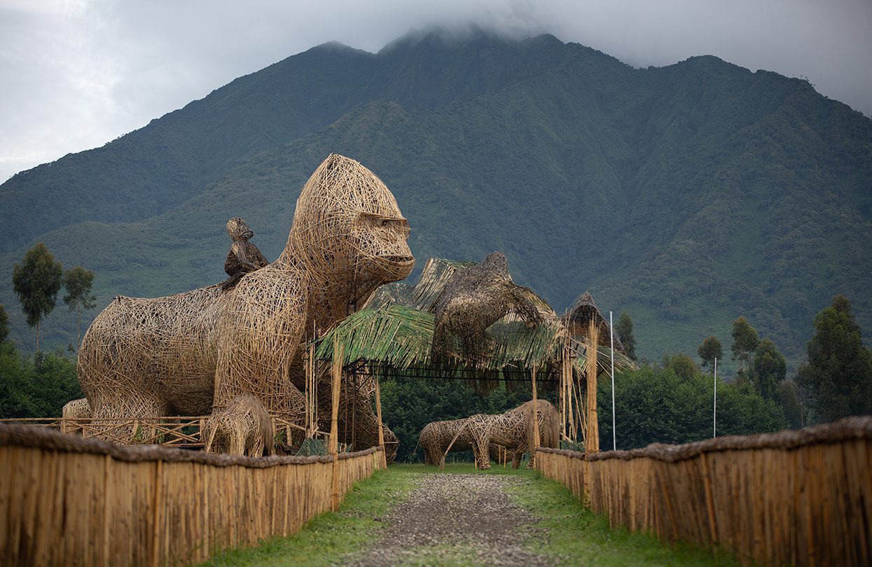 In The Company Of Gorillas & Volcanos