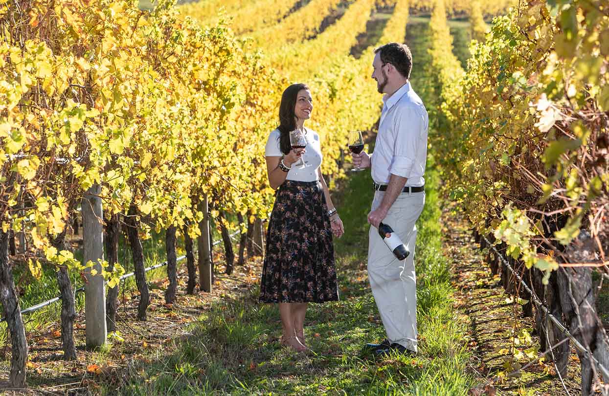 Vineyard in the Adelaide Hills, Image by Creative Screen, Shutterstock