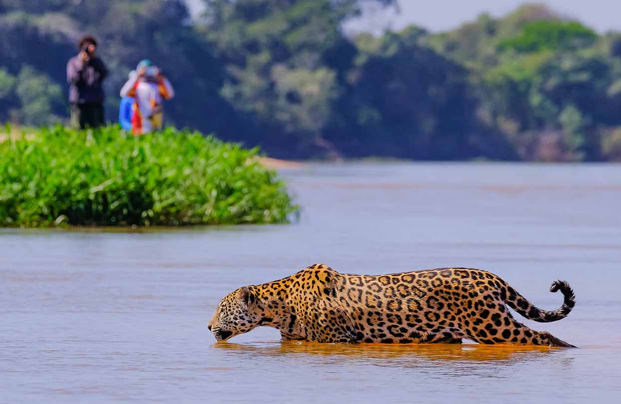 A Jaguar crossing Cuiaba River, Pantanal, image by reisegraf.ch, Shutterstock