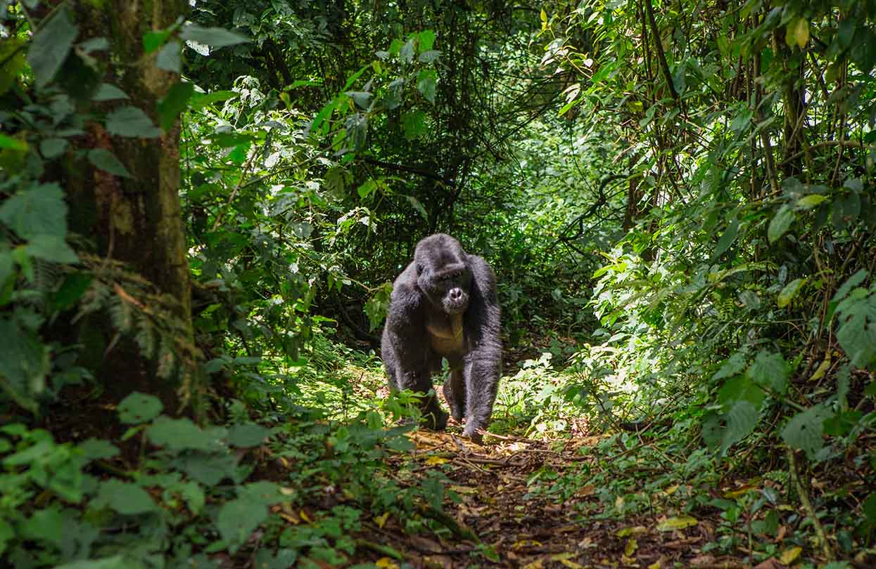 Bwindi Impenetrable Forest National Park, image by GUDKOV ANDREY, Shutterstock