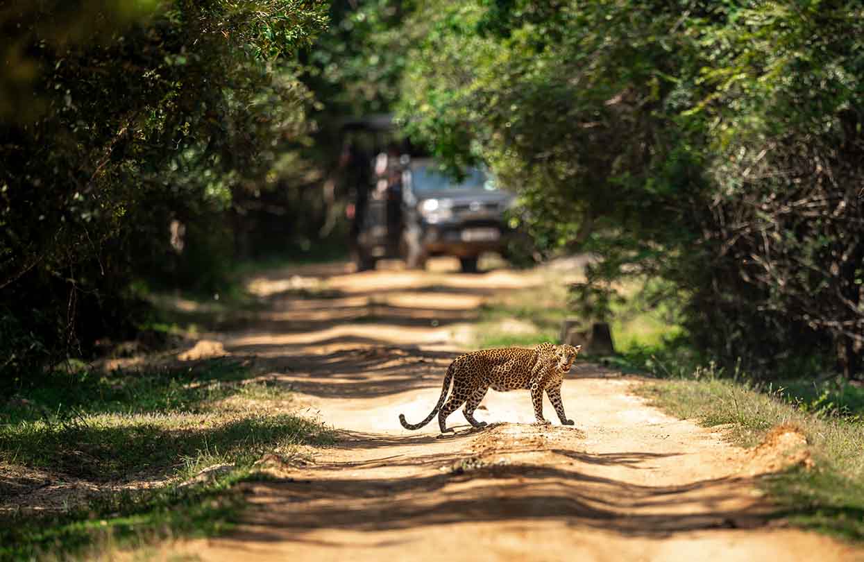 Sri Lankan leopard at Yala National Park, Image by Dimuthu Jayawardane, Shutterstock