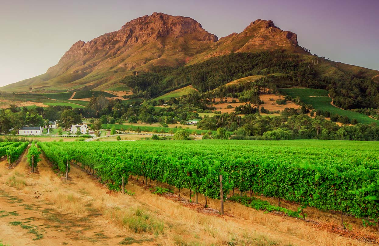 Vineyards near Stellenbosch at sunset, image by LongJon shutterstock