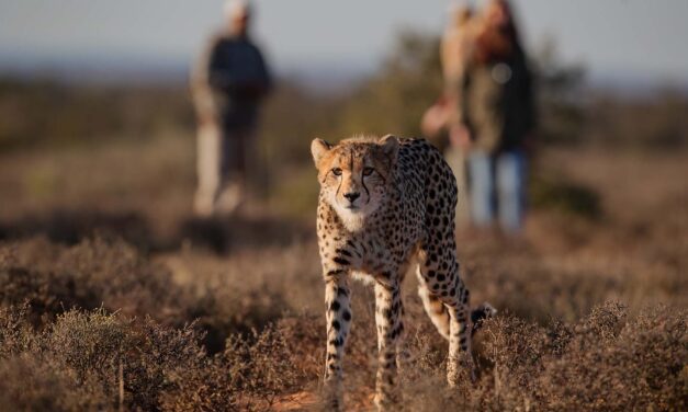 Samara Karoo Reserve’s Exclusive Cheetah Trail Walking Safari