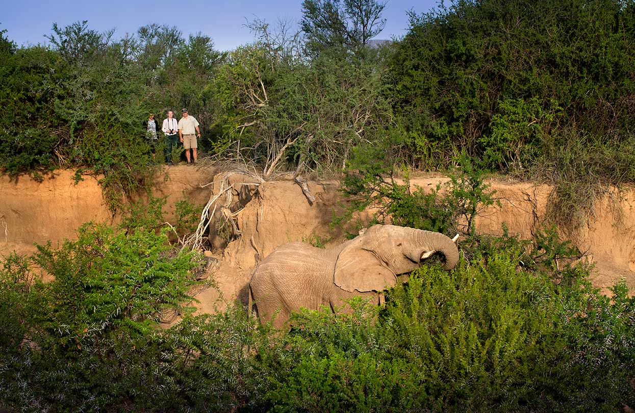 Samara Game Reserve elephant tracking part of walking safari