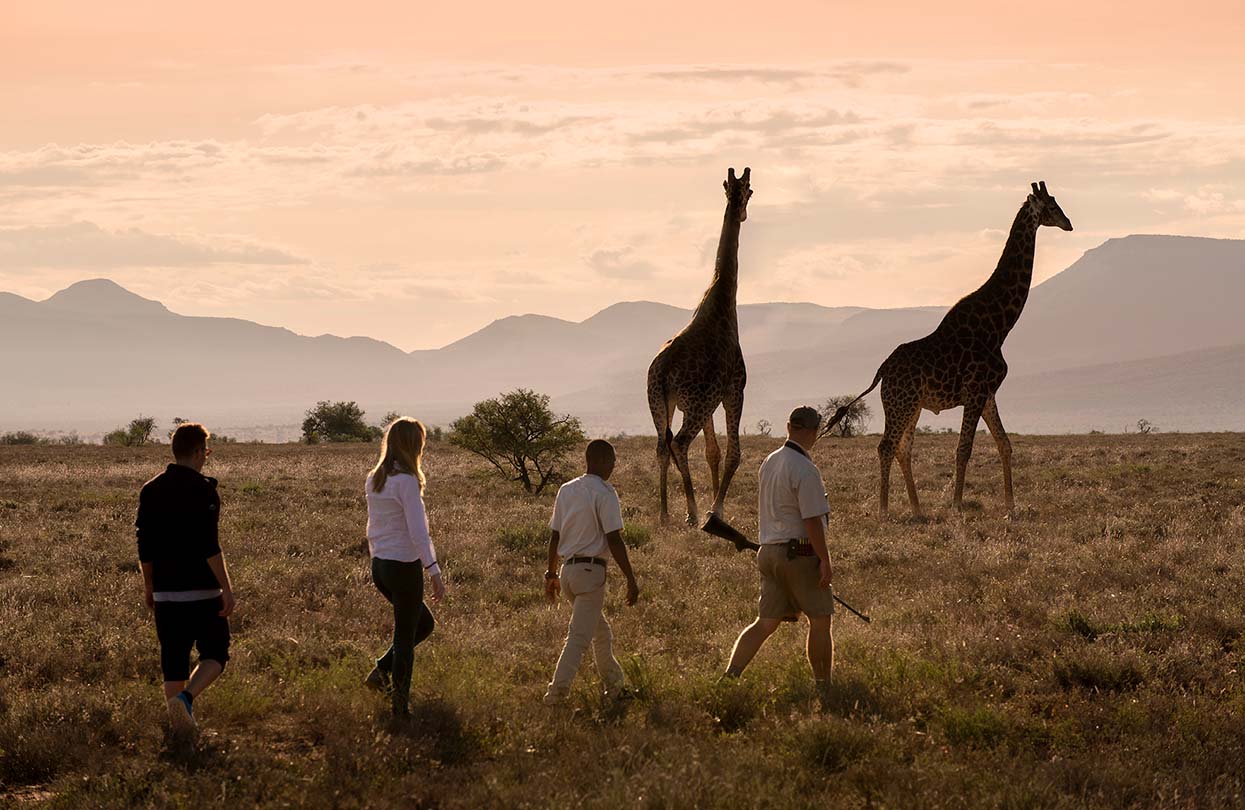 Giraffe tracking and bush walk at Samara