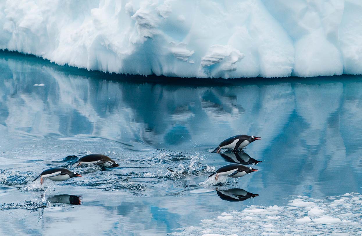 Adventurers can expect breathtaking encounters when exploring Antarctica with Silver Endeavour